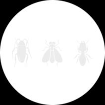 Japanese Honey Bees