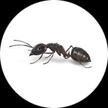 Moisture Ants