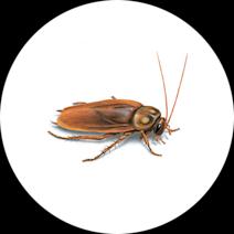 Occasional Invaders