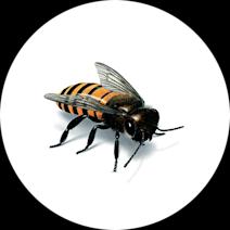 Honey Bees