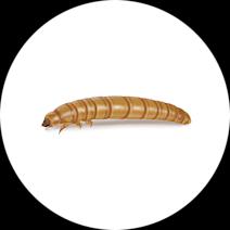 Yellow Mealworms Exterminator - How To Identify & Get Rid Of Yellow Mealworms