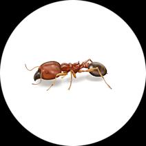 Facts About Bigheaded Ants | Ant Habits & Behaviors 