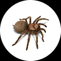 Tarantulas