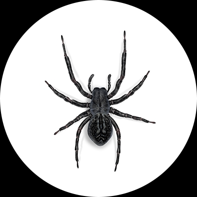 Black House Spider Illustration