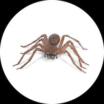 Huntsman Spiders