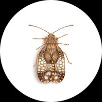 Lace Bugs Exterminator - How To Identify & Get Rid Of Lace Bugs