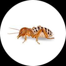 Jerusalem Crickets Exterminator - How To Identify & Get Rid Of Jerusalem Crickets