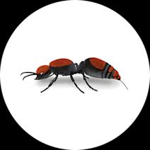 Cow Killer Ants: Identification, Behavior & Control