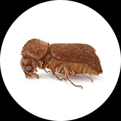 Bostrichids Powderpost Beetle Illlustration