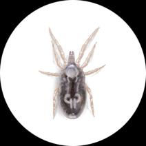 What Are Bird Mites | How to Get Rid of Chicken Mites