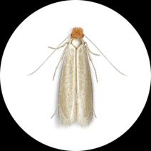 Webbing Clothes Moths