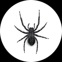 Black House Spiders