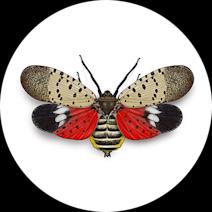 Spotted Lanternfly Facts & Information
