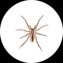 Wolf Spiders