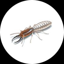 Termite Exterminator | How To Identify & Get Rid Of Termites