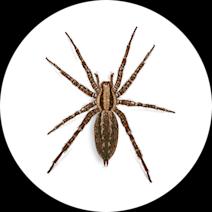 Funnelweb Spiders