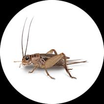 Crickets Exterminator - How To Identify & Get Rid Of Crickets