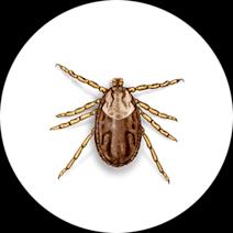 Moose Ticks