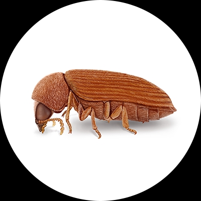 Anobiid Powderpost Beetle Illustration