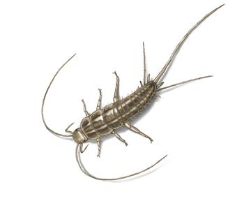 Are Silverfish Bugs Dangerous?