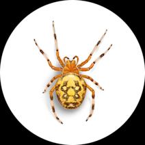 Orange Garden Spiders