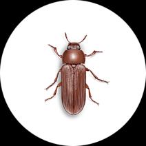 Flour Weevils