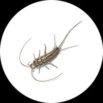 Silverfish