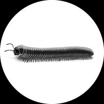 Millipedes Exterminator - How To Identify & Get Rid Of Millipedes