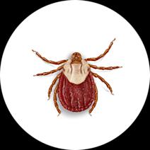 Wood Ticks