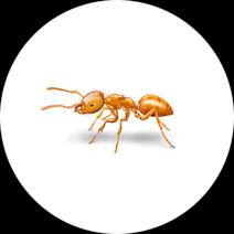 Citronella Ants