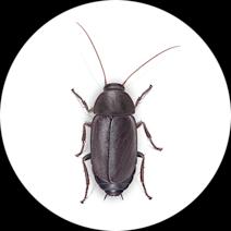 Pacific Beetle Cockroaches