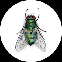 What Do Blow Flies Look Like? | Identify Flies 