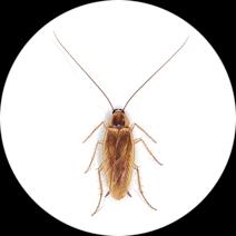 Brown Banded Cockroaches