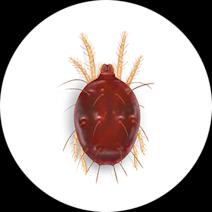 Southern Red Mites