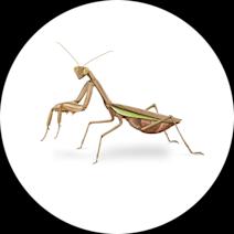How to Identify a Praying Mantis | Types of Praying Mantises