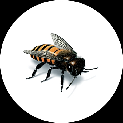 Honey bee illustration