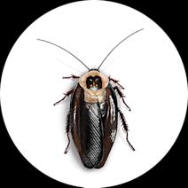 Death Head Cockroach Identification | Get Rid of Roaches