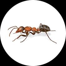 Field Ant Facts and Information | Get Rid of Ants 