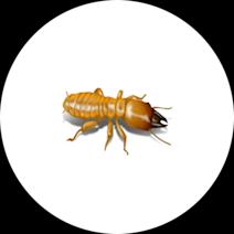 Dampwood Termites