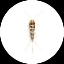 Firebrats Exterminator - How To Identify & Get Rid Of Firebrats