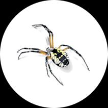 Black & Yellow Garden Spiders