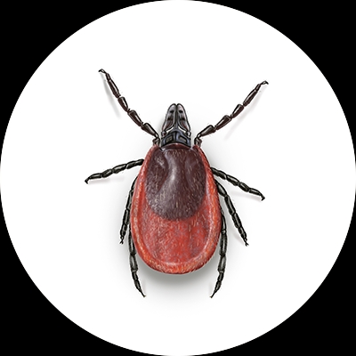 Deer tick illustration
