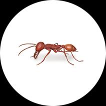 What Do Army Ants Look Like? | Identify Ants 