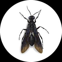 Great Black Wasps