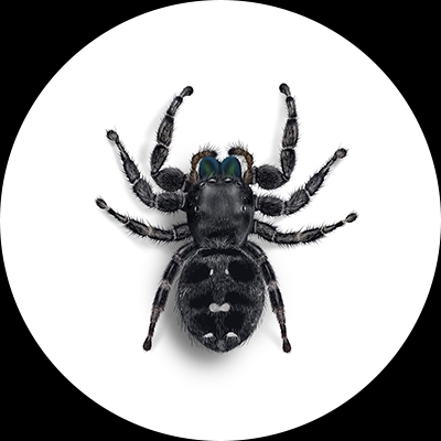Daring jumping spider illustration