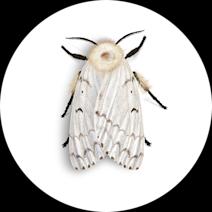 Spongy Moth Facts and Information 