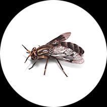 Fly Exterminator - How To Identify & Get Rid Of Flies