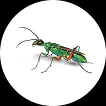 How To Identify & Get Rid Of Emerald Cockroach Wasps