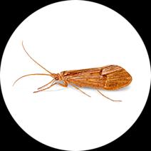 Caddisflies Exterminator - How To Identify & Get Rid Of Caddisflies
