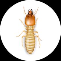 Subterranean Termite Identification & Treatment